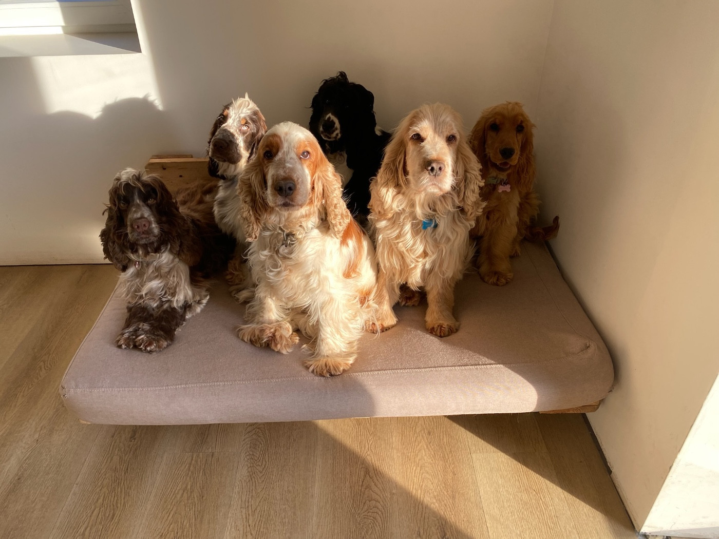 Nos chiens